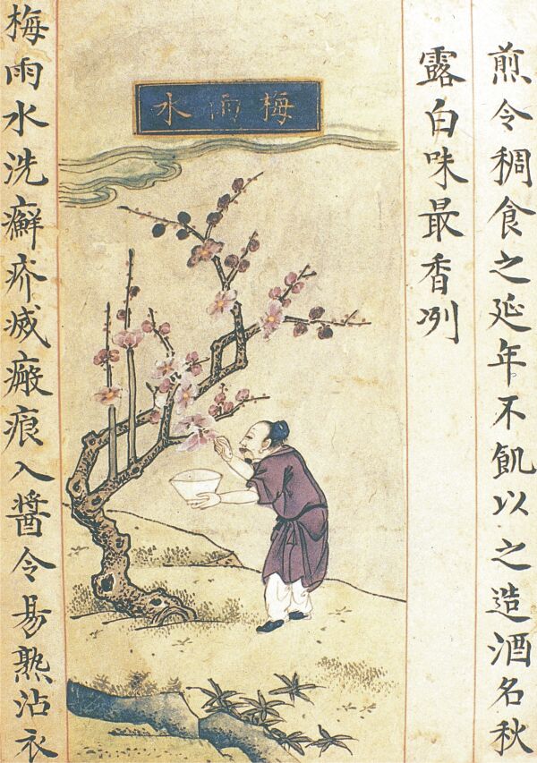 Încă din timpul dinastiei Ming (1368-1644), chinezii scriau tratate de medicină despre administrarea tratamentelor naturiste contra scabiei, prin decoctul ploii de prune a cărui preparare este ilustrată în imaginea pe care o reproducem. Ar fi de presupus că o astfel de practică de veacuri le conferă şansa să găsească un antidot la coronavirus naturist sau oricum ar fi, dar să aibă eficienţă. Încă din timpul dinastiei Ming (1368-1644), chinezii scriau tratate de medicină despre administrarea tratamentelor naturiste contra scabiei, prin decoctul ploii de prune a cărui preparare este ilustrată în imaginea pe care o reproducem. Ar fi de presupus că o astfel de practică de veacuri le conferă şansa să găsească un antidot la coronavirus naturist sau oricum ar fi, dar să aibă eficienţă.